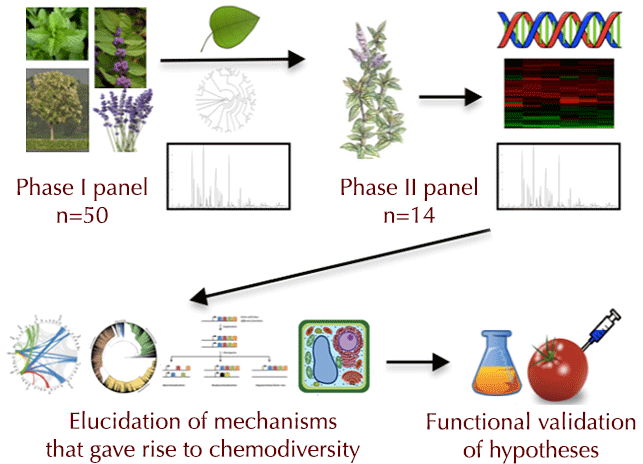 Workflow of the mint genome project
